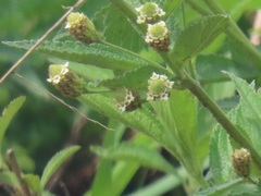 Lippia javanica