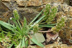 Plantago bellardii