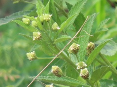 Lippia javanica