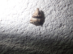 Pseudozarba bipartita