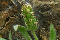 Plantago bellardii
