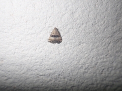 Pseudozarba bipartita