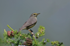 Phylloscopus griseolus