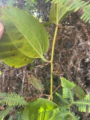 Smilax melastomifolia