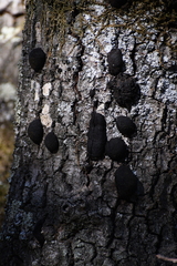 Annulohypoxylon