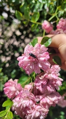 Coleoptera