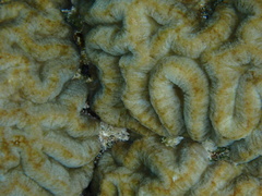 Lobophyllia