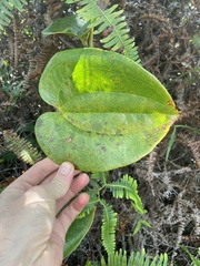 Smilax melastomifolia