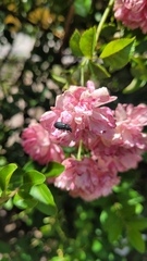Coleoptera