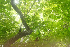 Dalbergia granadillo