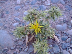 Carthamus oxyacantha