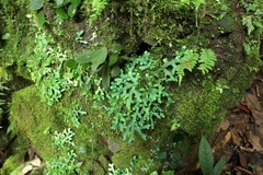 Selaginellaceae