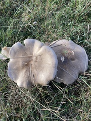 Clitocybe nebularis