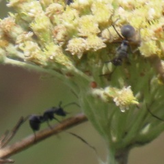 Polyrhachis schistacea