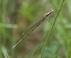 Lestes