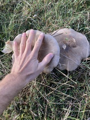 Clitocybe nebularis
