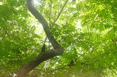 Dalbergia granadillo