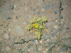 Carthamus oxyacantha