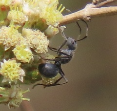 Polyrhachis schistacea