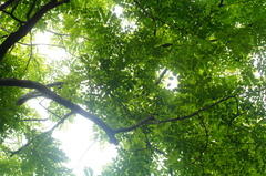 Dalbergia granadillo