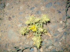 Carthamus oxyacantha