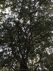 Planera aquatica