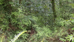 Gleichenia polypodioides