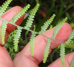 Gleichenia polypodioides