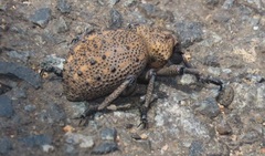 Brachycerus