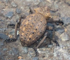 Brachycerus
