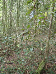 Trichocladus crinitus