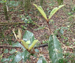 Trichocladus crinitus