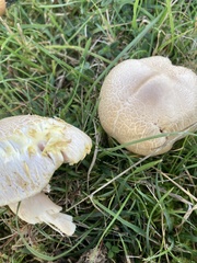 Agaricus xanthodermus
