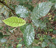 Trichocladus crinitus