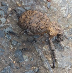 Brachycerus