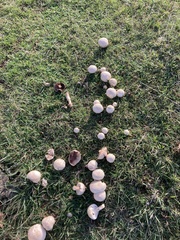 Agaricus xanthodermus