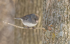 Junco hyemalis