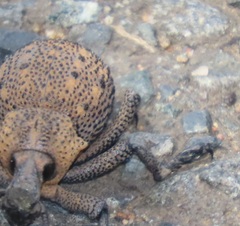 Brachycerus