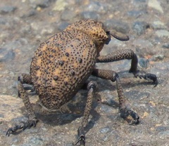 Brachycerus