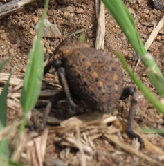 Brachycerus