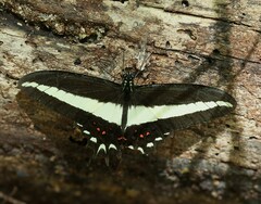 Heraclides hectorides