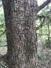Planera aquatica