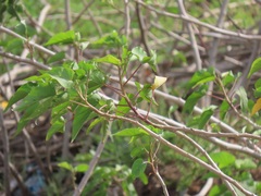 Ipomoea carnea fistulosa