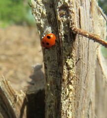 Coccinella algerica