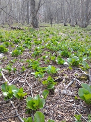 Cardiocrinum cordatum