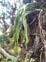 Psilotum complanatum