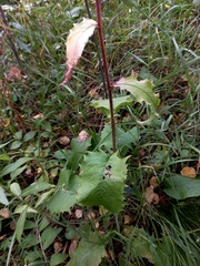 Crepis sibirica