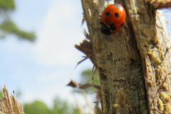 Coccinella algerica