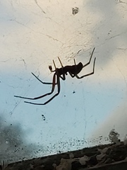 Steatoda nobilis