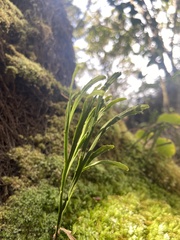 Psilotum complanatum